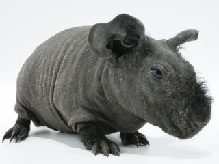 顔に少し毛の生えた黒いスキニーギニアピッグ