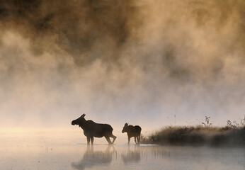 mother cow moose and calf in thick fog in Algonquin Park Ontario