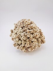 Bunch of white edelweiss dried flowers isolated on white background upper view