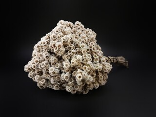 Bunch of white edelweiss dried flowers isolated on black background