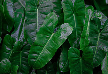 Green leaves with water droplets