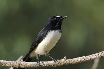 Willie wagtail bird sitting on a tree branch