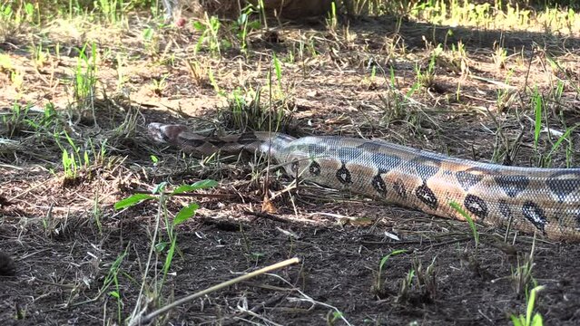 Boa constrictor, Mazacuata huge specimen moves crawling on the ground and is seen complete. La mancha, Veracruz, M&eacute;xico.