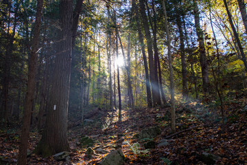 Obraz premium autumn forest in the morning