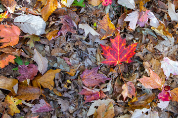 fallen autumn leaves
