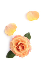 pale orange color rose isolated on a white background