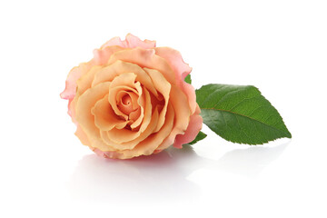 Fototapeta premium pale orange color rose isolated on a white background