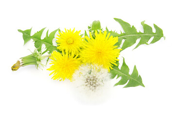 blooming dandelion plant isolated on a white background
