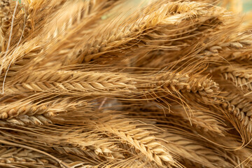Tractor with money on the background of spikelets of wheat. Export of grain and agriculture. Rising prices for agricultural products