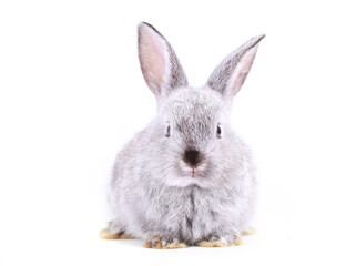 Cute grey little rabbit on white background during spring. Young adorable bunny playing and movement. Lovely pet with long ears for Easter.