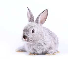 Cute grey little rabbit on white background during spring. Young adorable bunny playing and movement. Lovely pet with long ears for Easter.