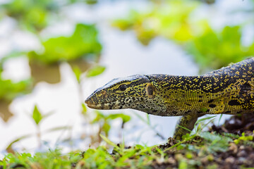 A Monitor Lizard on the move