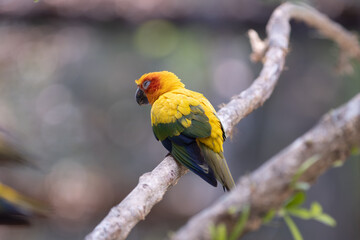 blue and yellow macaw