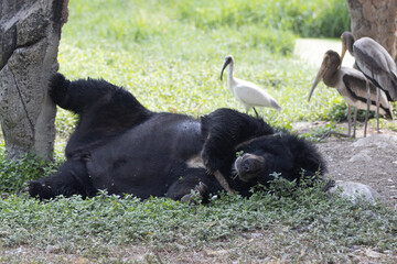 Fototapeta premium black and white puppies