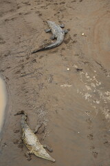 The Tarcoles Bridge near Jaco Beach in Costa Rica is famous for its crocodile population.