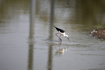 black winged stilt