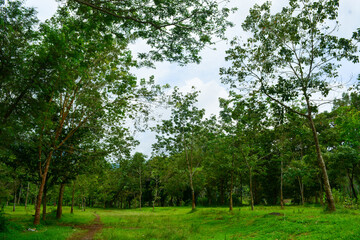 View of withered trees and green meadow in the morning in Wonosobo city park, Indonesia
