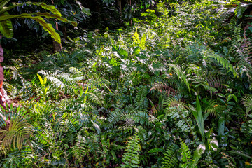 Obraz premium Lush tropical foliage in a garden in Singapore