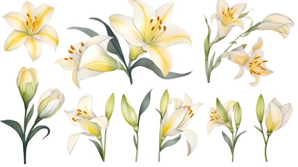 Fototapeta premium the yellow lily watercolor hand draw isolated on the white background. Generative AI