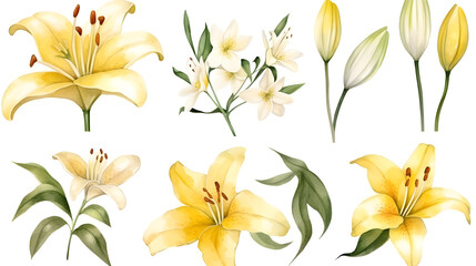 Fototapeta na wymiar the yellow lily watercolor hand draw isolated on the white background. Generative AI