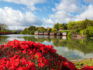池のほとりのキリシマツツジ