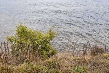 Fototapeta na wymiar grasses and vegetation on waters edge