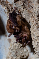 Rhinolophus cornutus in Kimen-do Cave