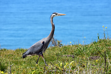 Side view of walking gray heron. Blurred blue ocean water