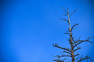 Obraz premium tree branches against blue sky