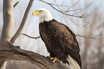 Obraz premium an eagle perched on top of a tree branch. Created with Generative AI Technology