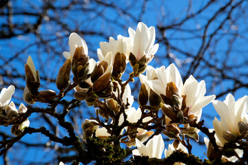 The white magnolia blossomed in the morning. High quality photo