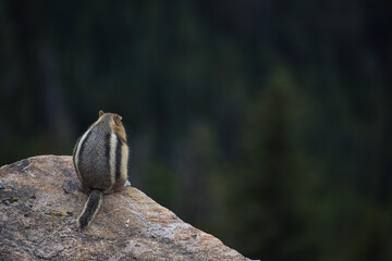 fat chipmunk