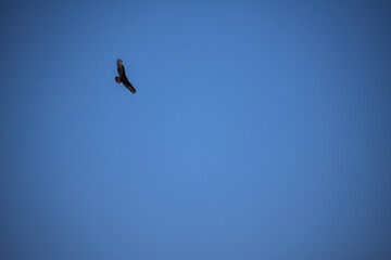 eagle in flight