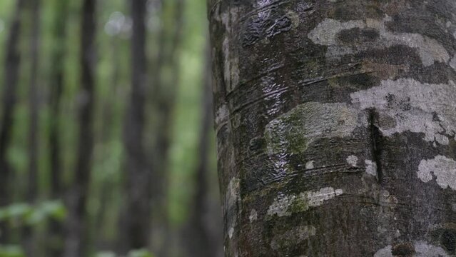 森の風景　雨を集めるブナ