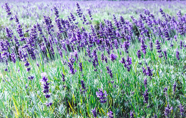 Lavender blooming in the farm