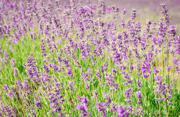 Fototapeta premium Field of lavender