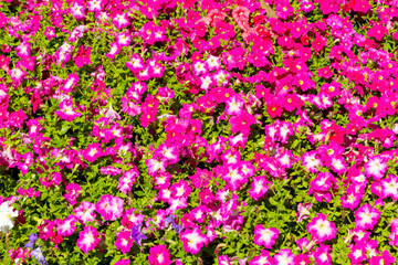 Petunia power blooming