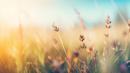 Beautiful garden with blur background. Blurred Summer Background Free Space 