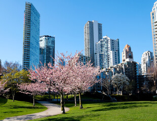 Cherry blossoms in full bloom in the city Blooming sakura cherry blossom branch with skyscraper...