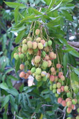 Lychee fruit on the tree.