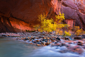 Zion National Park's Virgin Narrows at autumn