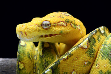 Green tree phyton with black background