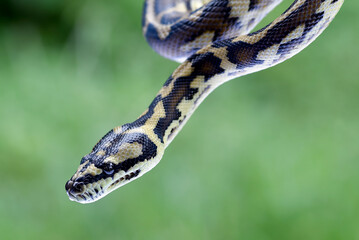 
detail of a ball python's head
