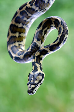 
detail of a ball python's head
