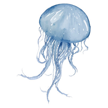 jellyfish with style hand drawn digital painting illustration