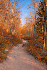 Hiking path through the woods of the San Juan Mountains in Colorado
