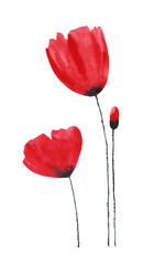 Watercolor, texture illustration of a red poppy flower with a bud, on a stem. Hand drawn on a white background. For a holiday, decoration and as a design element. Isolated.