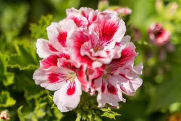 Close-up of Crystal Rose Geranium (Martha Washington Geranium)