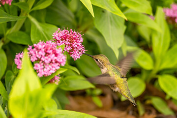 Hummingbird drinks nectar from 
Red Valerian (Centranthus Ruber) flower. 