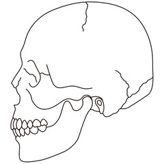 横から見た頭蓋骨　顎関節